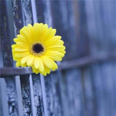 皇冠正规娱乐平台